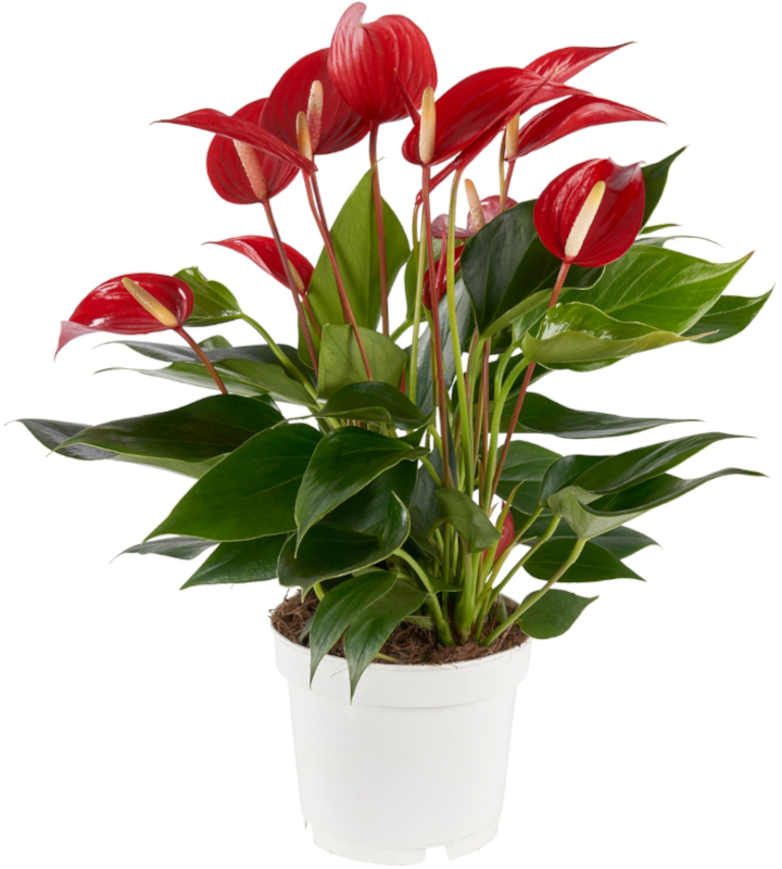 Anthurium Mille Fleurs Roja 35cm tall