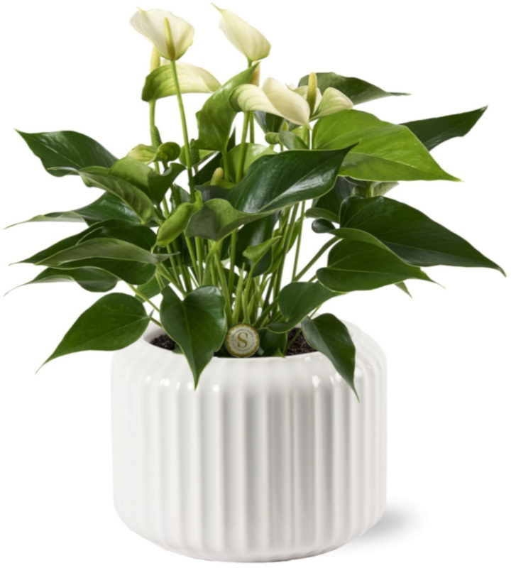 Anthurium andraeanum White Champion in a ceramic pot
