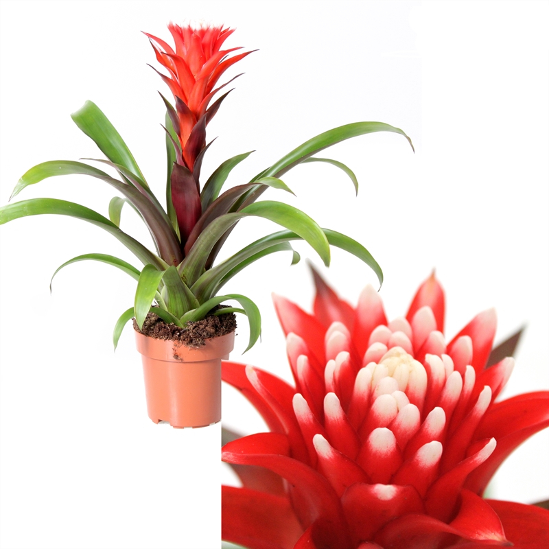Guzmania Rockyflower Hope 45cm tall