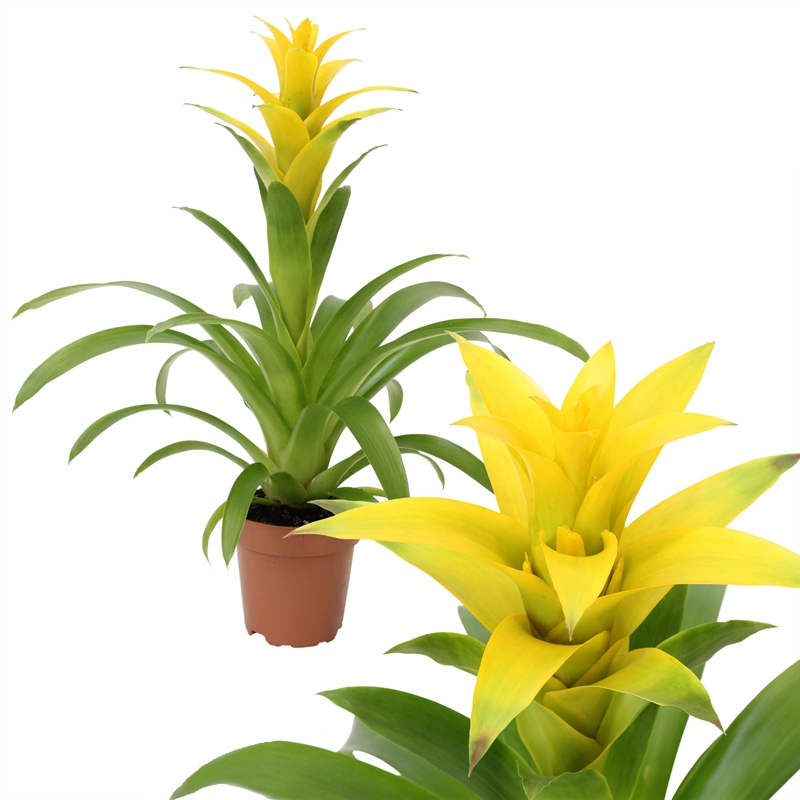 Guzmania Suerte Yellow 55cm tall