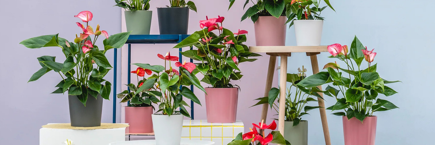 Anthurium andraeanum