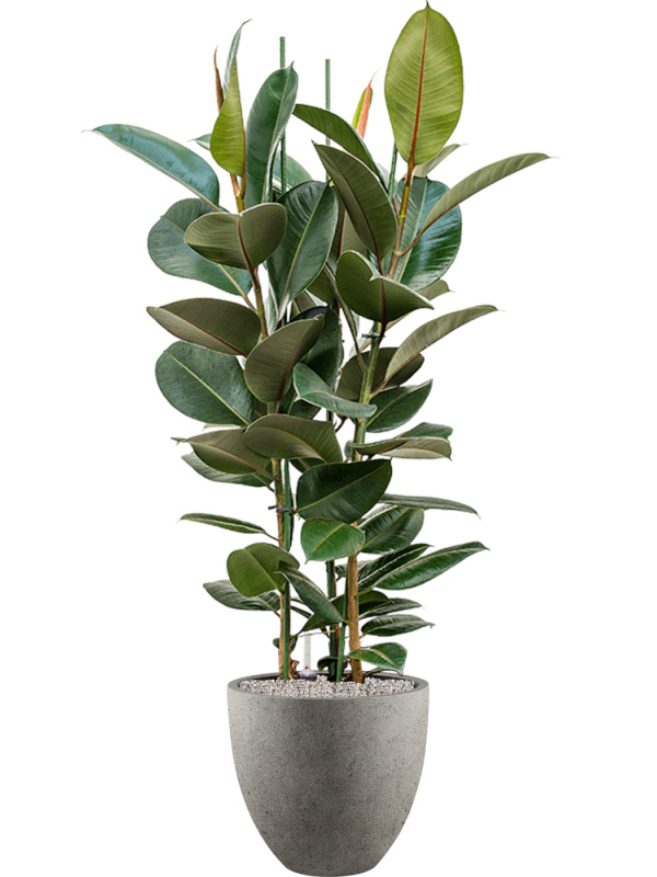 Ficus elastica Robusta in a Grigio planter