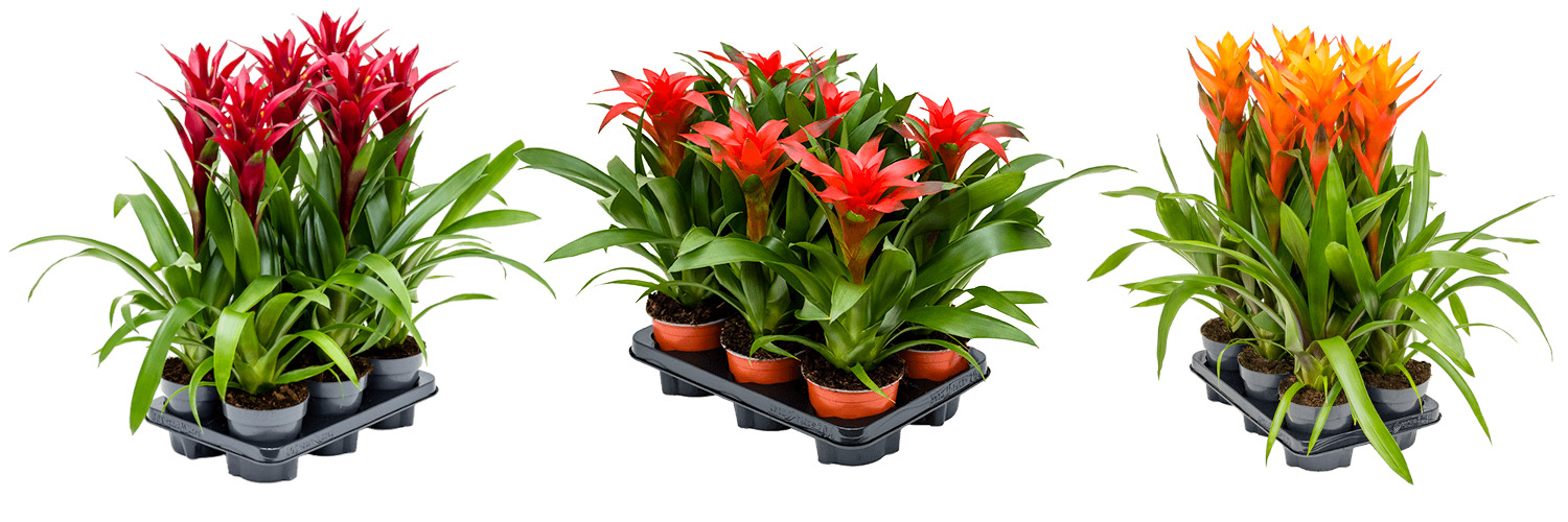 Guzmania Bordeaux, Calypso and Variada