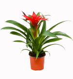 Guzmania Guzmania Suerte Red