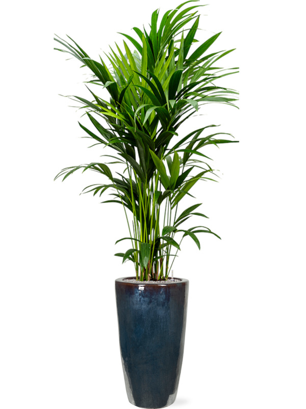 Kentia palm in a blue ceramic pot 200cm tall