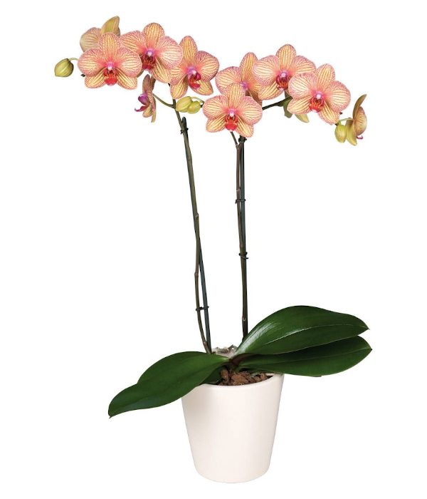 Phalaenopsis orchid in a white planter