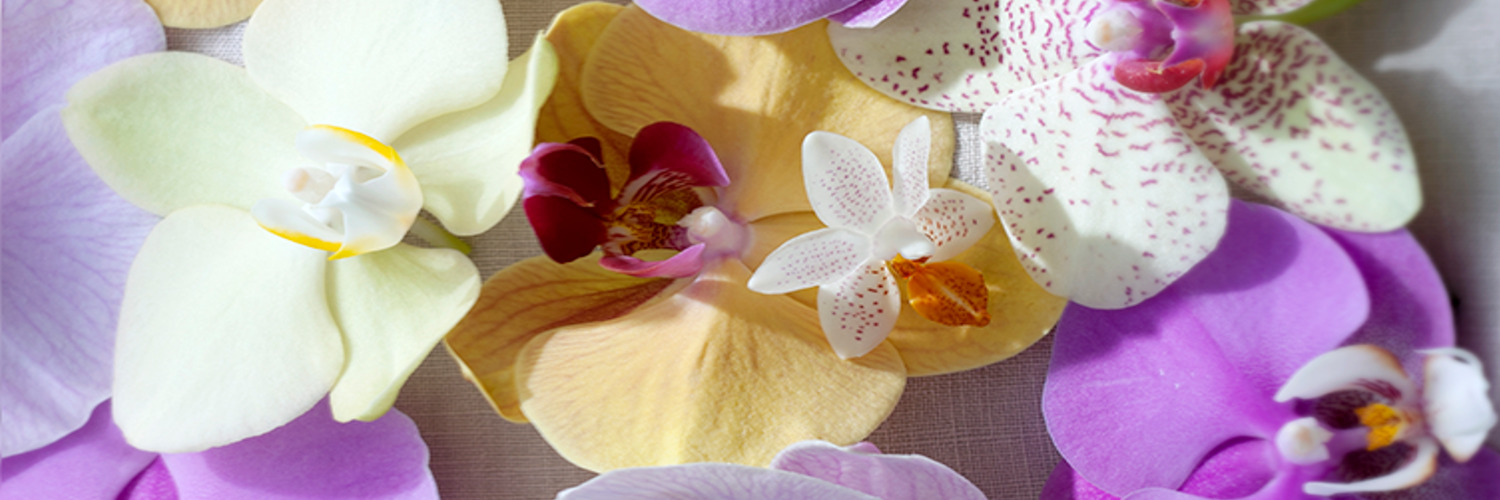 Picture of Phalaenopsis orchid flowers