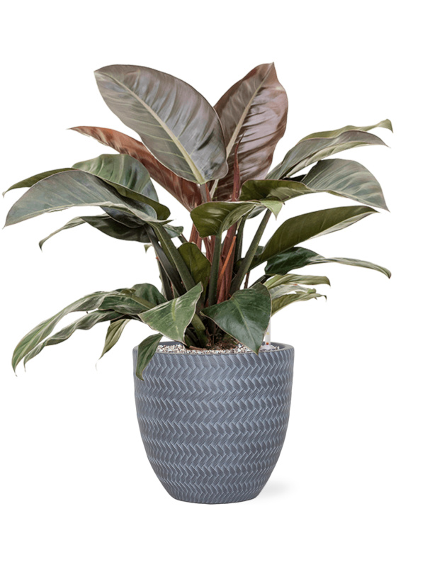Angle planter with a Philodendron imperial red