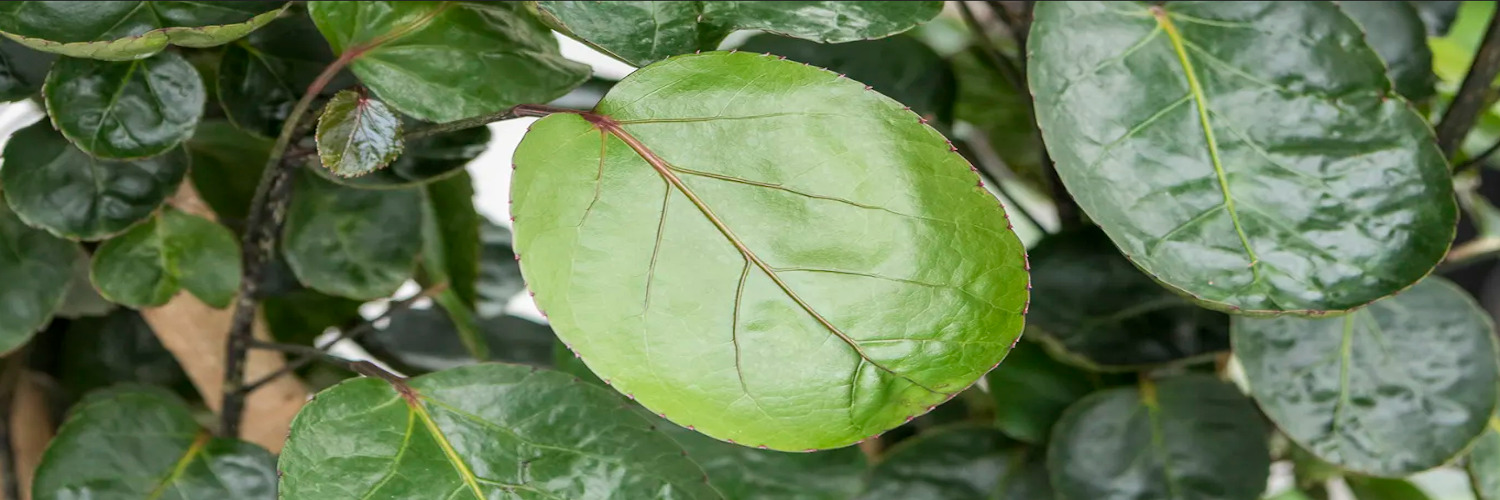 Polycias fabian leaves
