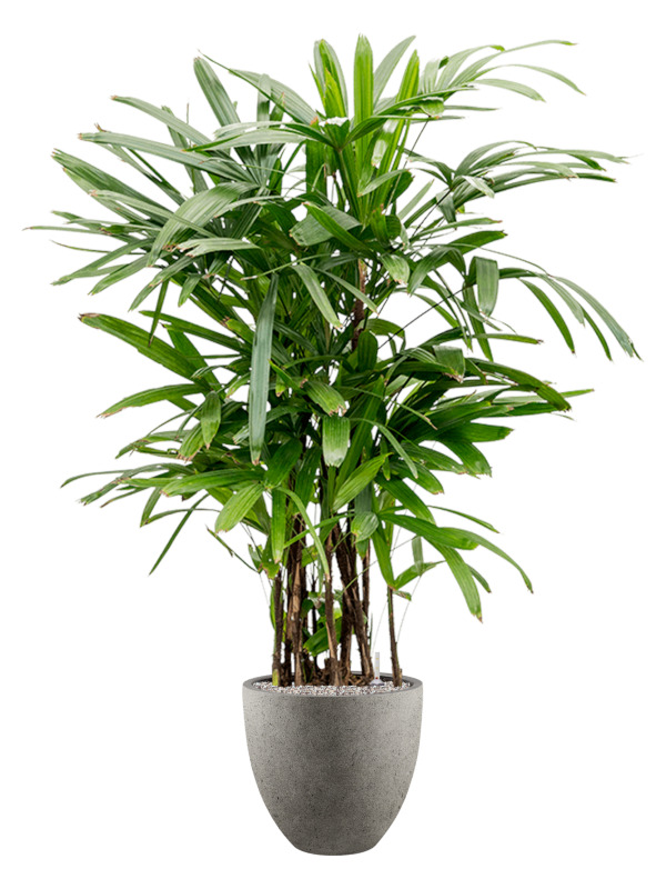 Rhapis palm in a Grigio planter