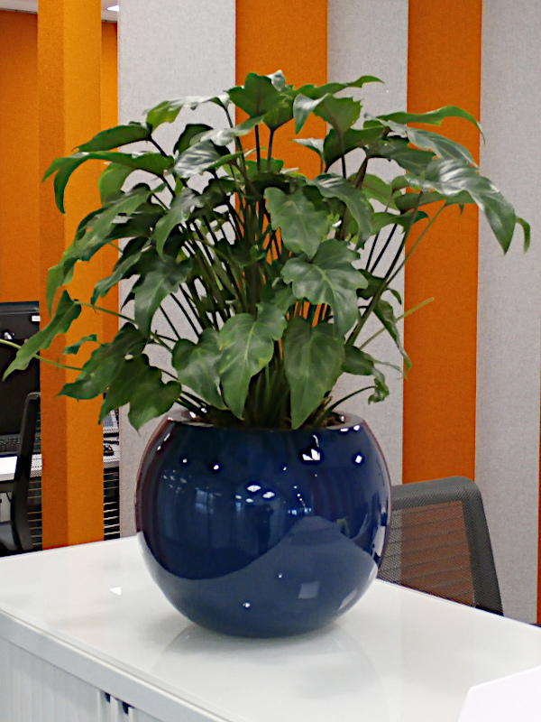 Sphere planter with a Philodendron Xanadu