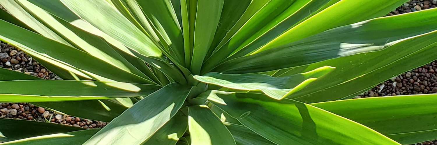 Picture of Yucca leaves