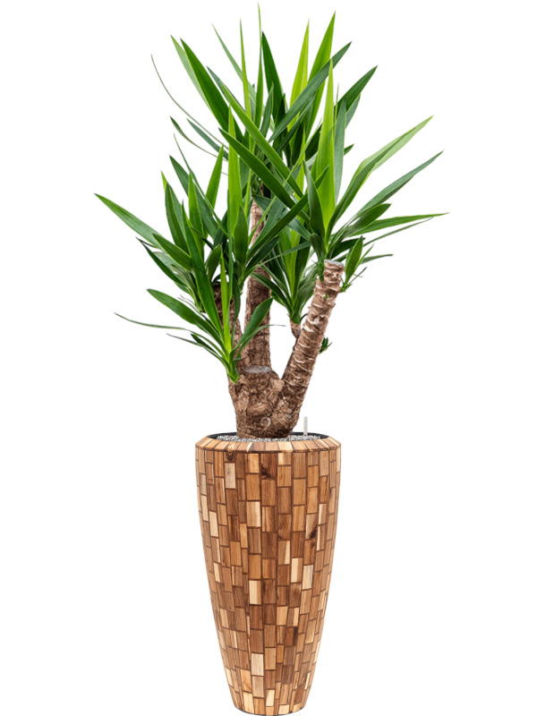 Yucca elephantipes in a Facets Jenga planter