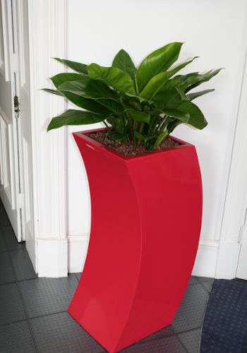 Monroe planter complete with philodendron