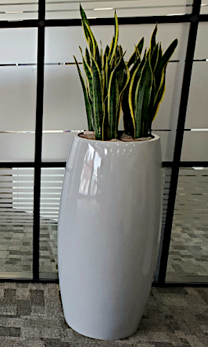 Yang planter complete with a Sansevieria