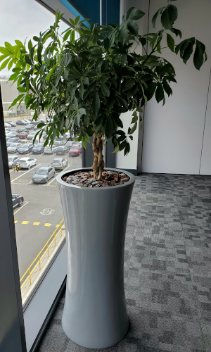 Ying planter complete with a Schefflera