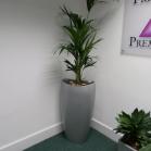 25 Ovation planter with a Kentia palm