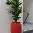 15 Cuban planter with a Kentia palm