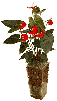 Photo of an Anthurium andraenum.