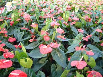 Photo of lots of Anthurium.