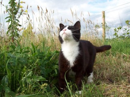  Photo of Iggy the cat(Summer 2008)