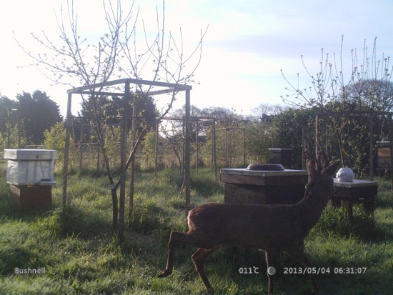 Photo of male roe deer beside hives.