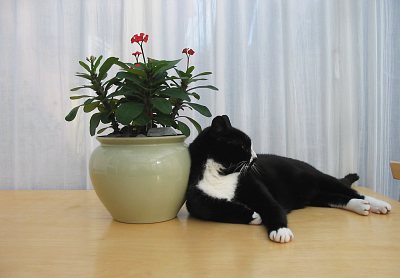 Photo of Euphorbia milii and Wilbury the cat...