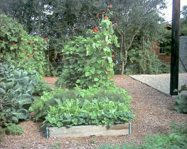 Photo of raised vegetable bed surrounded by bark chippings...