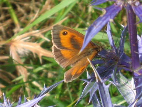 A picture of a butterfly on Eryngium (sea holly).