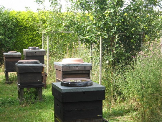Photo of some of Marks bee hives.