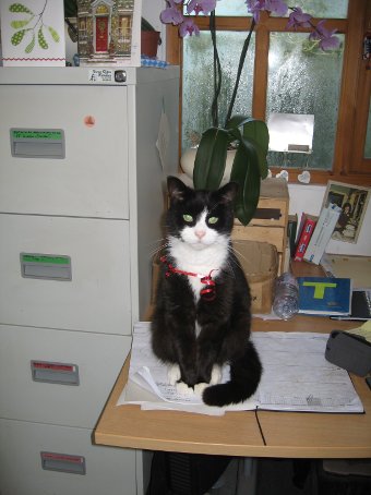 Photo of Iggy the office cat.