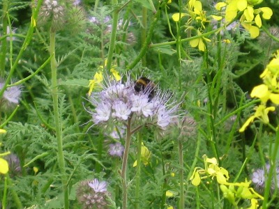 Picture of Phacelia and Mustard as bee food...