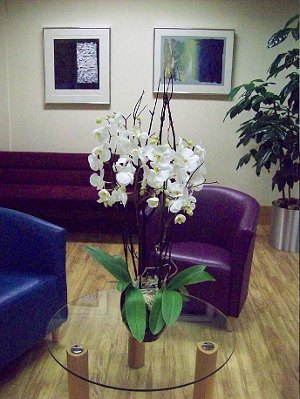 Photo of of Phalaenopsis orchid.