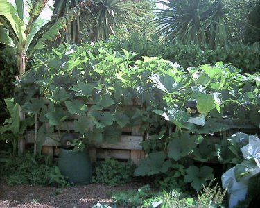 Photo of pumpkins growing on one of our compost heaps...