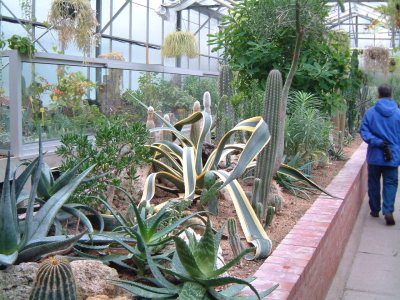 Photo of Cacti and Agave.
