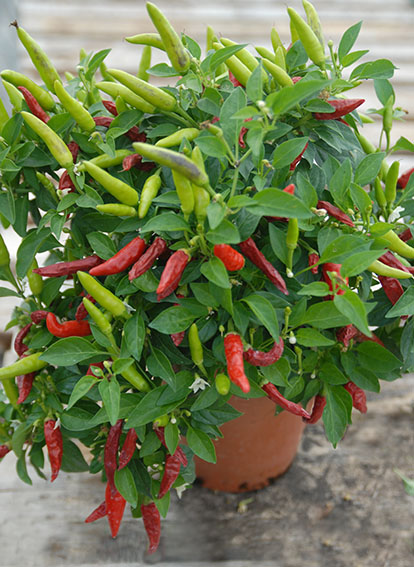 Super Tramp chilli plant