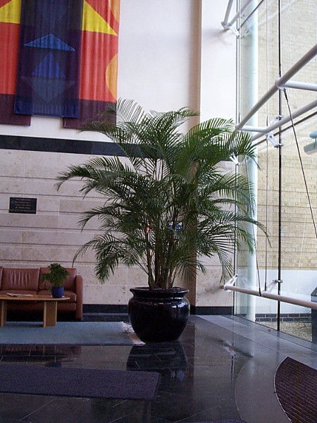 A large Areca palm.