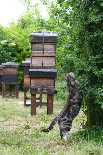 Willow checking the bee hives