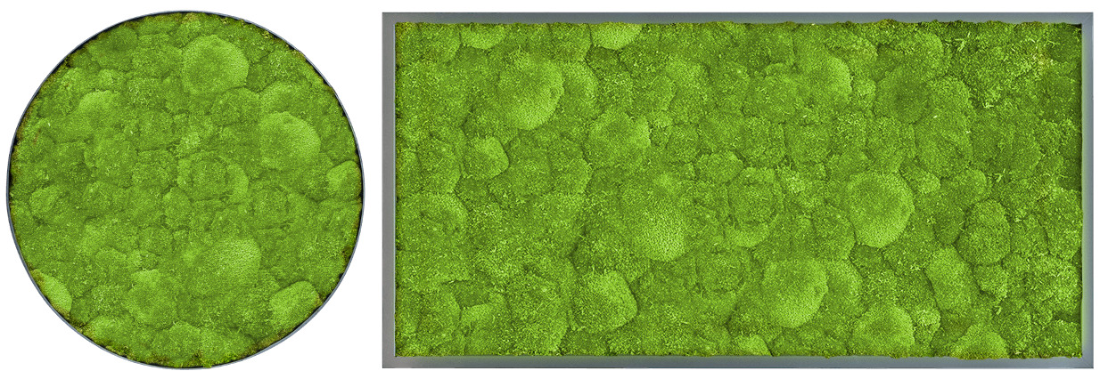On the left a round framed moss picture and on the right a rectangular framed moss picture