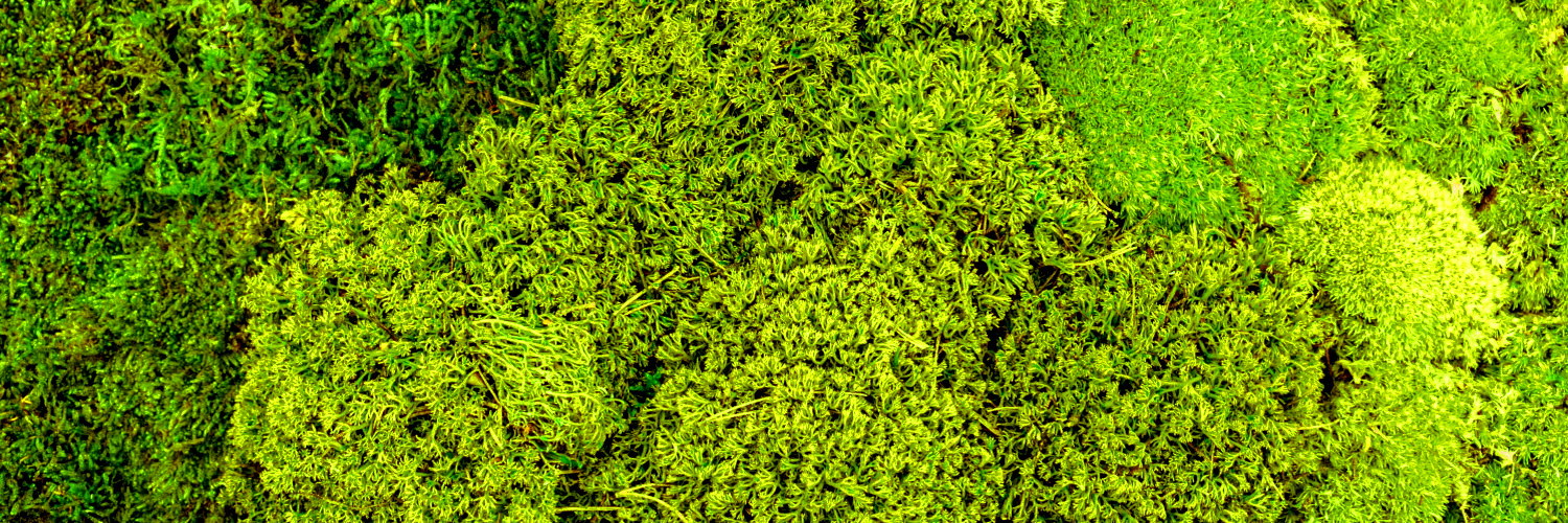 Picture of preserved moss