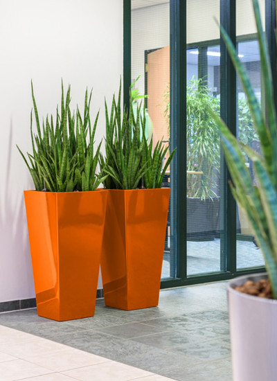 Tall square planters with Sansevieria